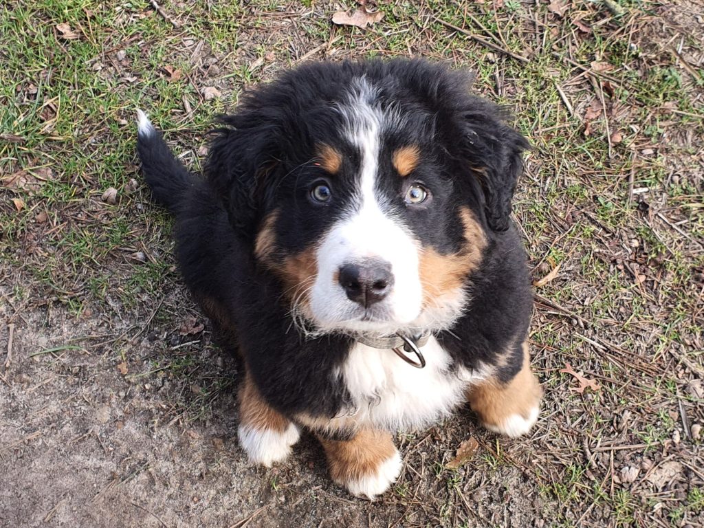 Berner_Sennen_Welpe_Altmark