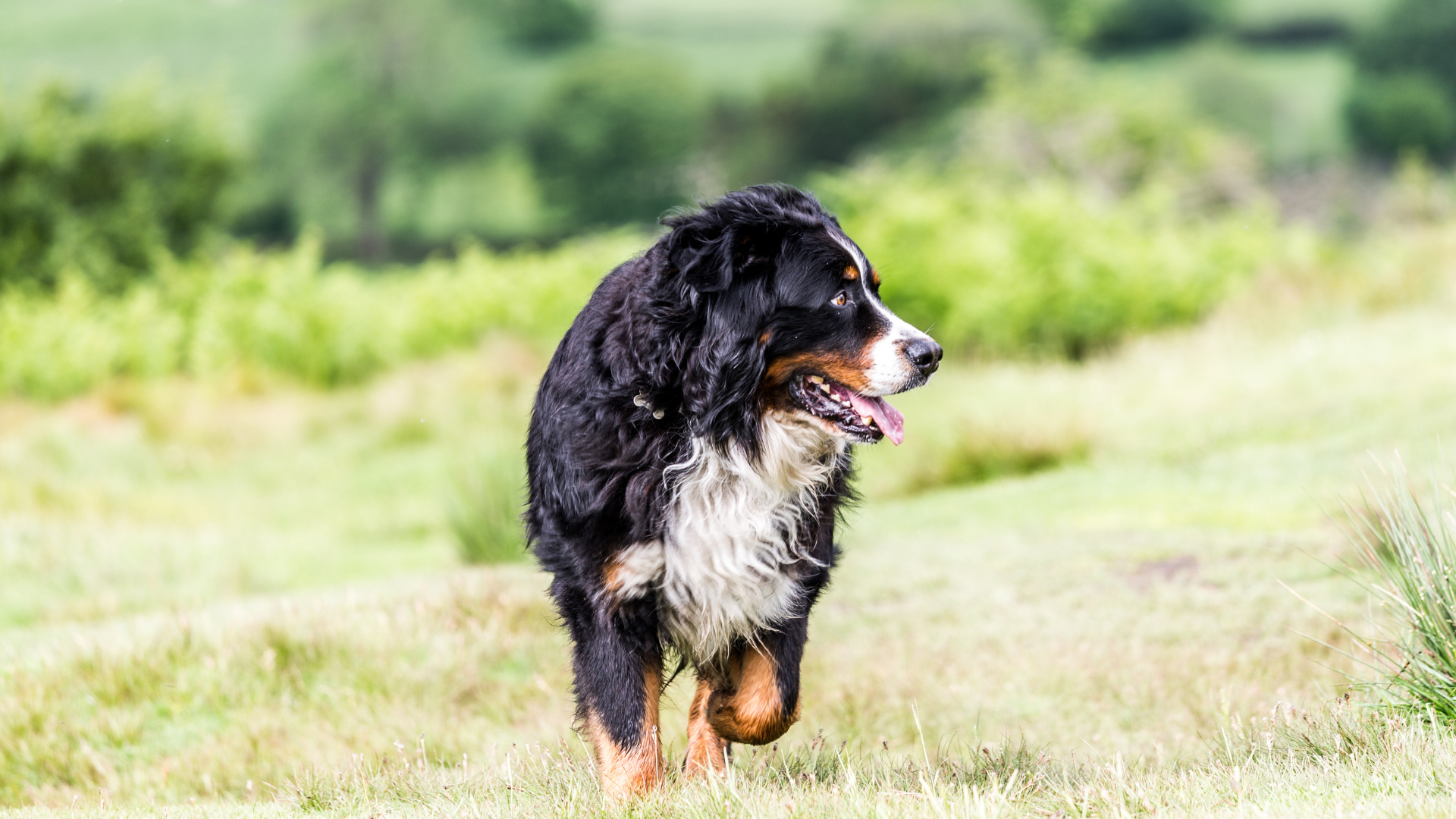Berner Sennenhunde von der Altmark