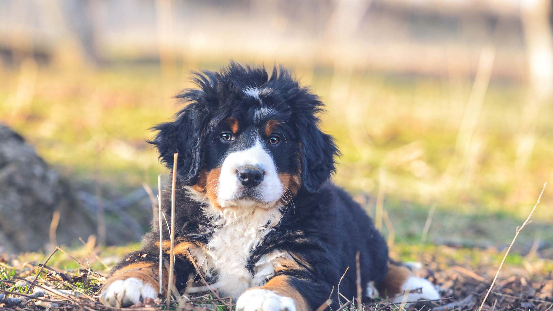 Berner Sennenhunde von der Altmark