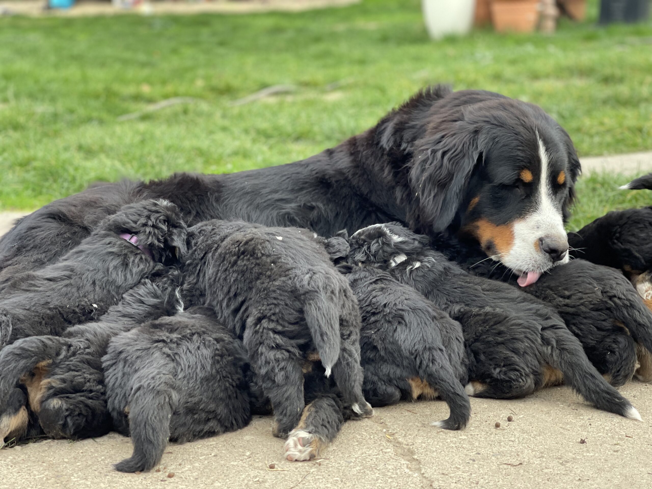 Berner Sennenhunde von der Altmark
