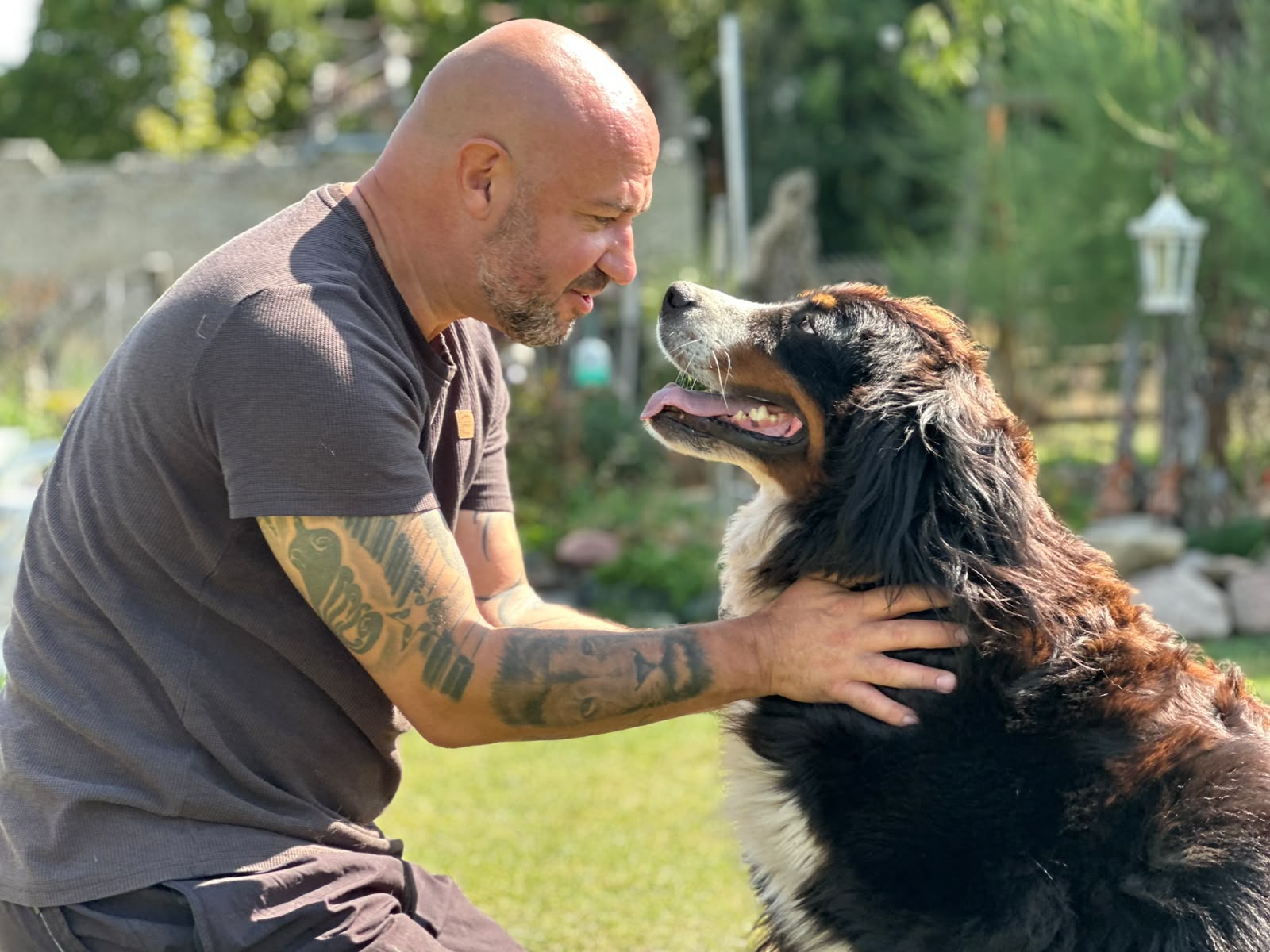 Berner Sennenhunde von der Altmark